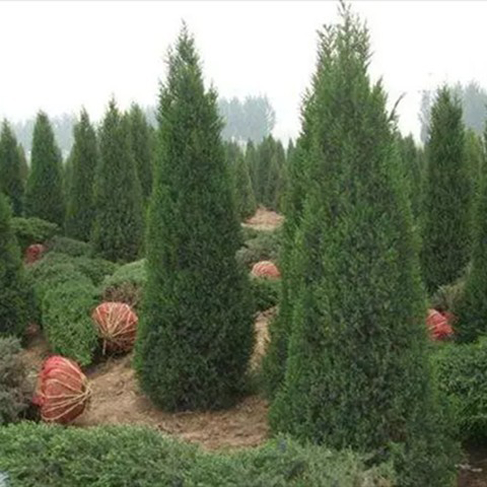 【见证70年·我爱伊犁】园林植物引种驯化变迁：让奎屯“三季有花 四季有景”
