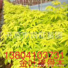 涨停雷达：光模块+拟收购+中报增长+园林工程 汇绿生态触及涨停
