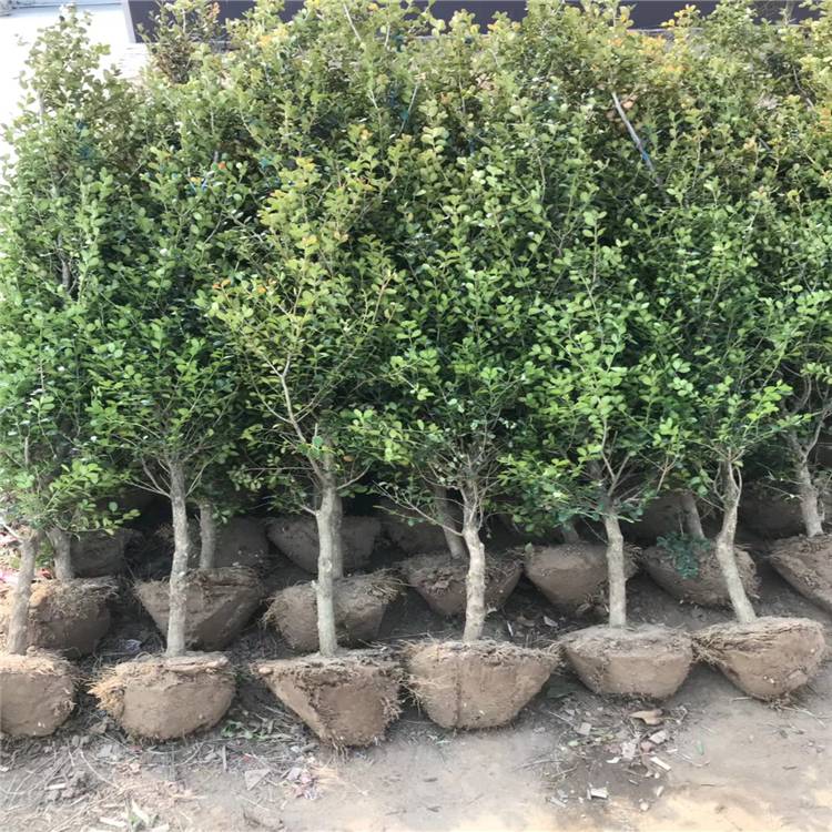 邮储银行上饶市分行：金融活水浇开苗木 “致富花”